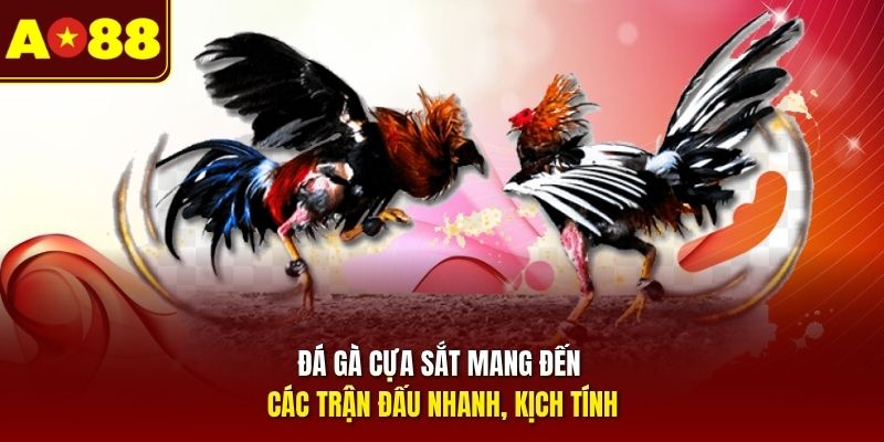 Đá gà cựa sắt mang đến các trận đấu nhanh, kịch tính